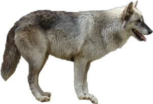 Wolf PNG-23197